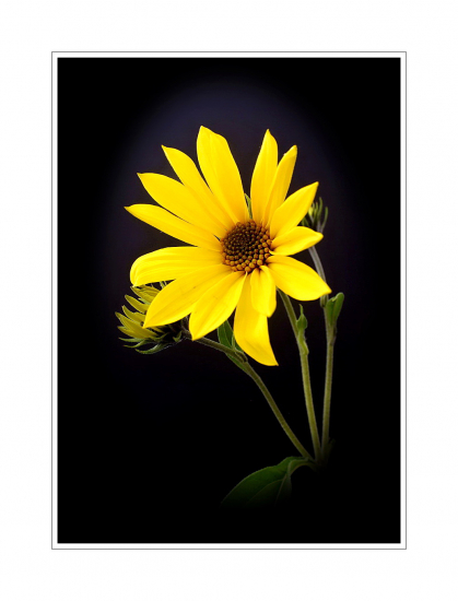 Slnečnica hľuznatá