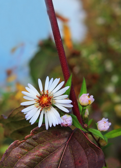 astra kopijovitolistá