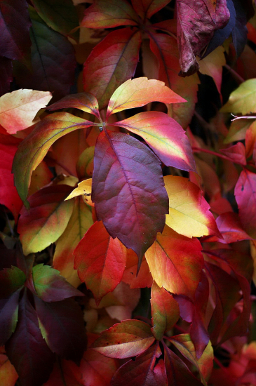 pavinič päťlistý/psie víno/