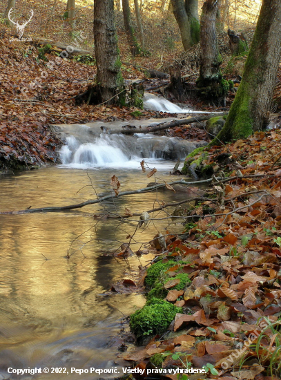 lesná bystrina