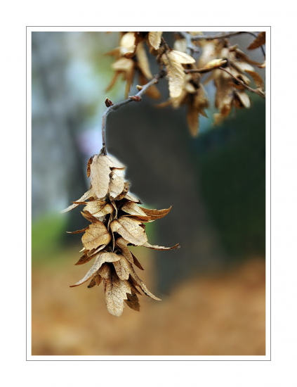 semeno hrabu obyčajného