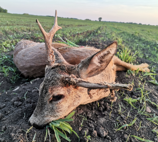 Srnec,, pravouhlý''