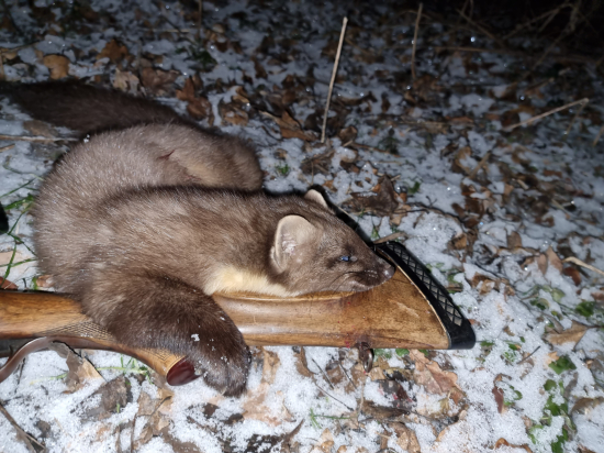 Moja prva Kuna Lesna