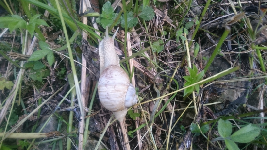 Slimák, slimák vystrč rožky...