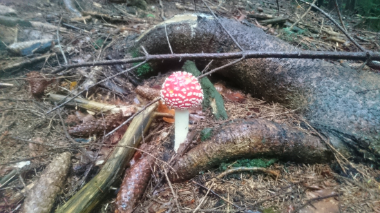 Muchotrávka červená