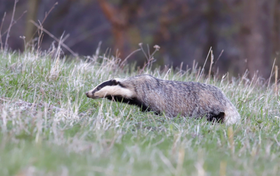 Večerne  stretnutie