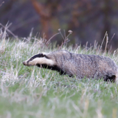 Večerne  stretnutie