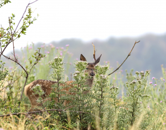 Hralo sa na skrývačku