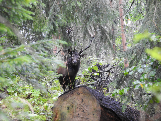 Stretnutie na chodníku