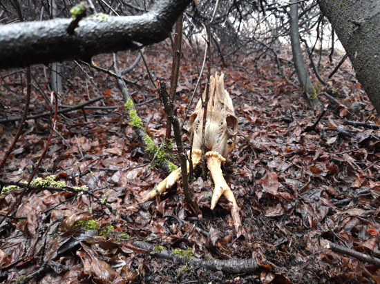 novoročný silný ročiak