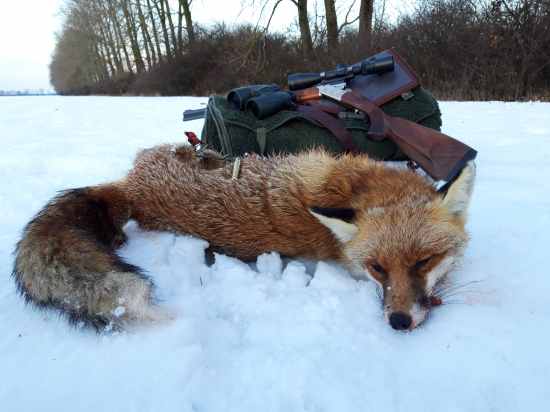 Prehral súboj so sokom aj s lovcom