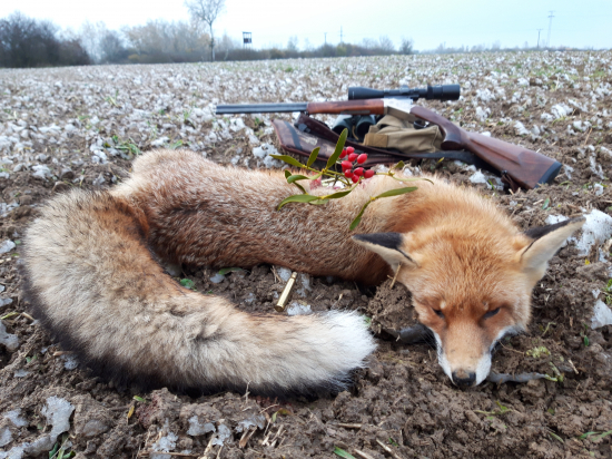 Môj nový posed pokrstený veľkým lišiakom
