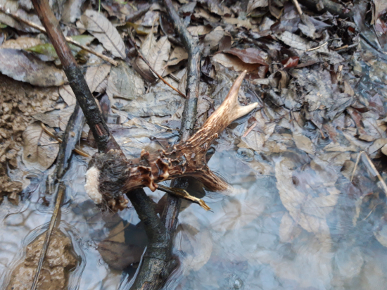 čerstvý podvodník