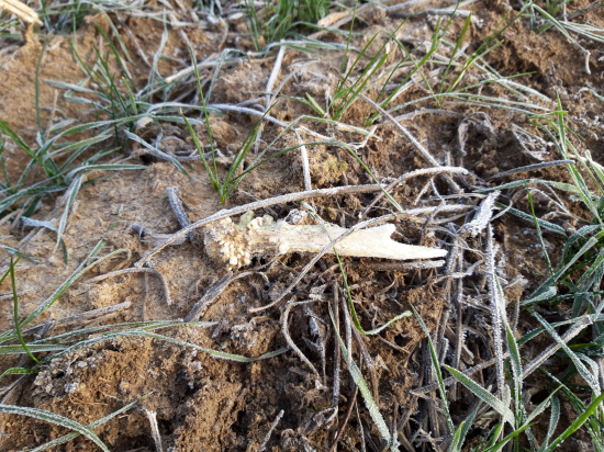 odležanejší drobec