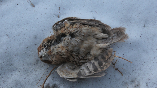 Keď sa roztopil ľad