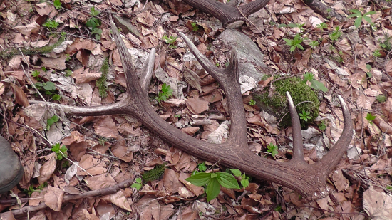 Adam-štvrté parožie