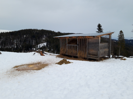 Prikrmovanie v zimnom období