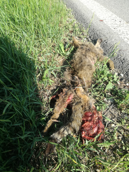 Macka diva, na srot.