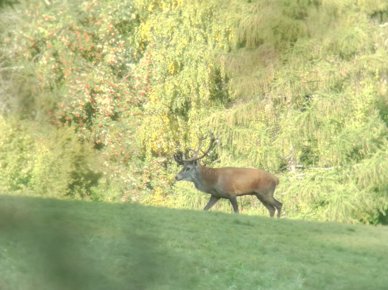 Uz som stary, ale najdem.