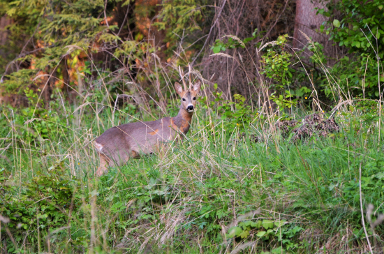 popoludňajší srnec