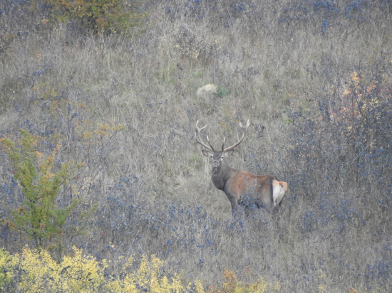 vládca trnkového hája