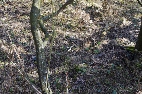 Ještěže beru prášky na srdce ;-)