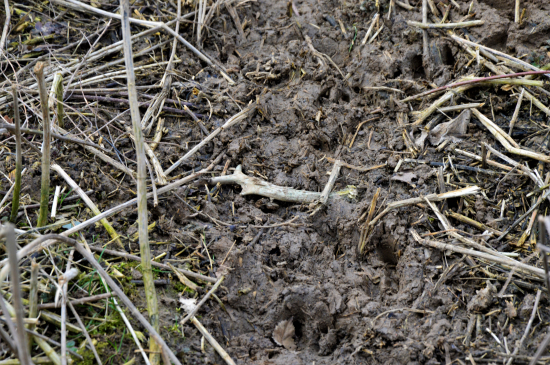 Zachránil jsem ho :-)