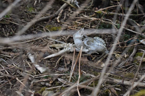 Pod šípkovým keřem.