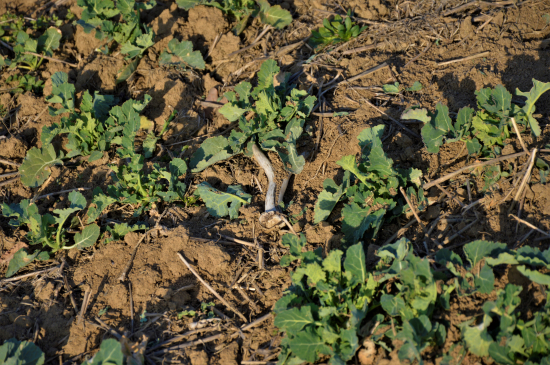 Téměř neviditelný.