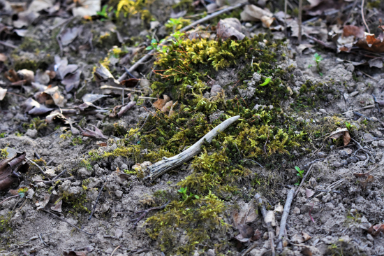 Jehla ve stohu sena.