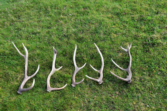 Tři dny v rodných horách.