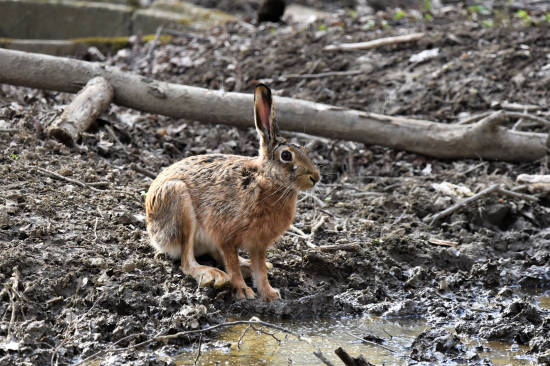 Velikonoční zajíček.