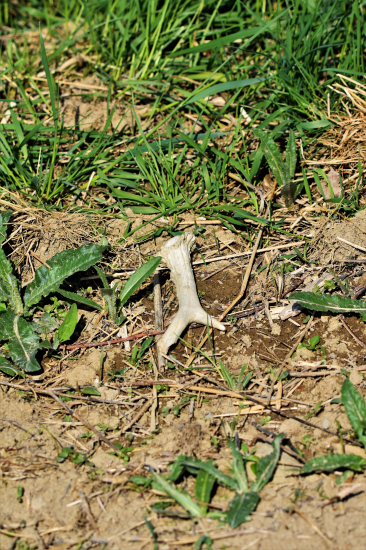 Mladý bělák č.44