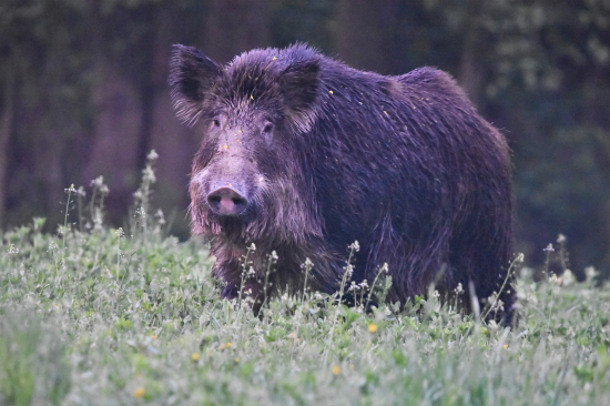 Adrenalin byl na max.