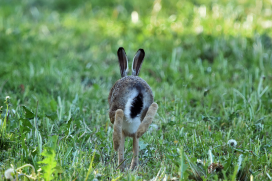 Vzala do zaječích:-))