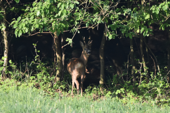 Ještě se uvidíme.