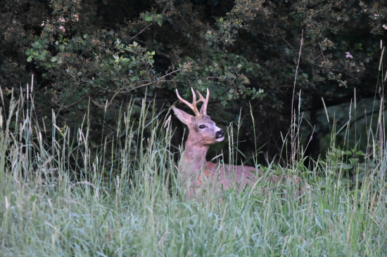 Velký šéf osobně.
