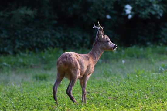 Tebe neznám vousáči:-)