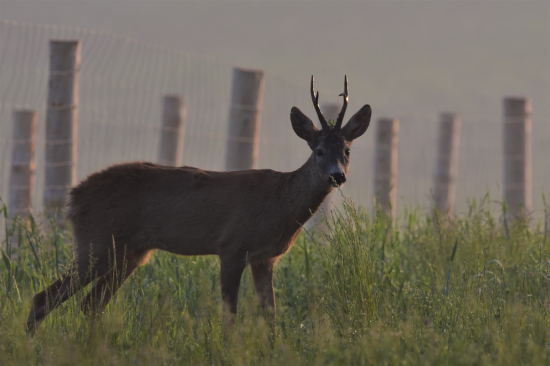 Mlhavé ráno u oplocenky.
