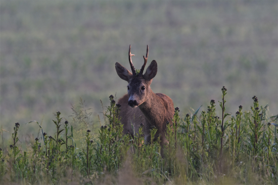 Kde se vzal tu se vzal.