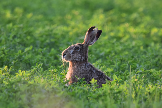 Asijský plnovous:-))