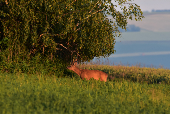Slunce vychází a srnec zachází.