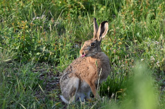 Jen počkej zajíci!