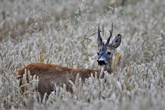 Říje klepe na dveře.