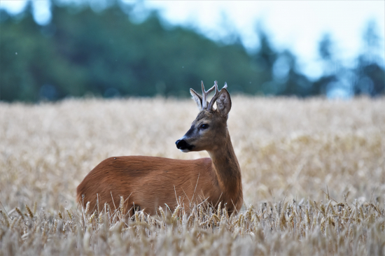 Neustále ve střehu.