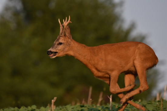 Spěchá na večeři.