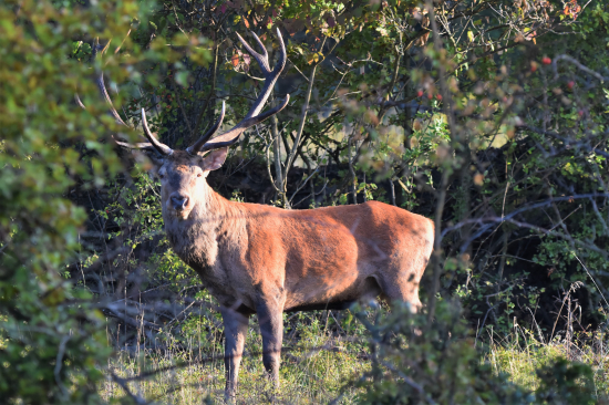 Raritní nerovný čtrnácterák..