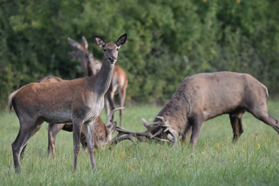 Strážkyně arény.