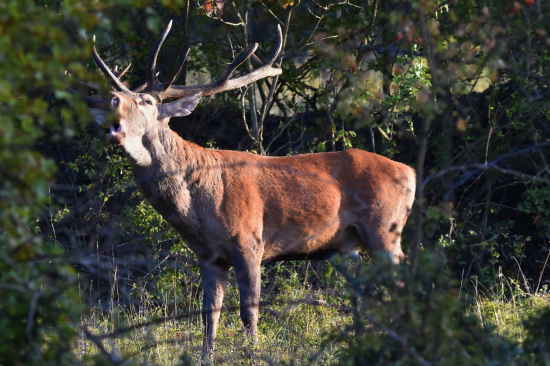 První v letošní říji.