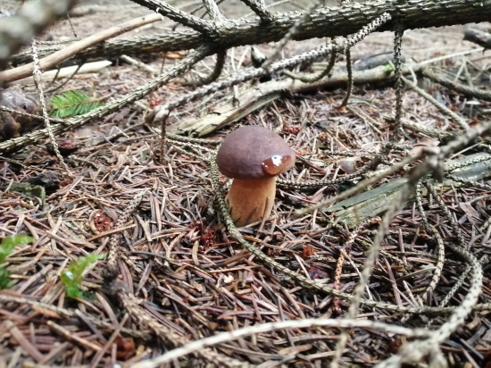 Ještě se dají najít.